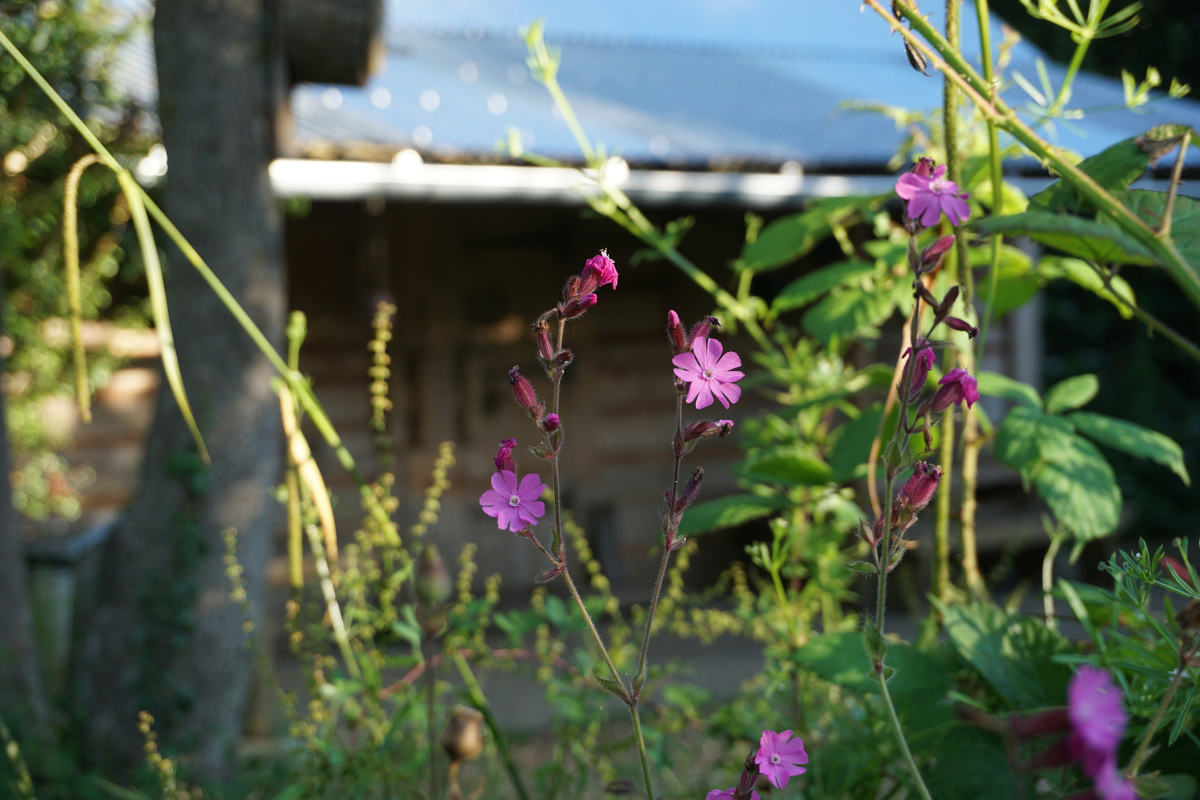 outside Idaho log cabin